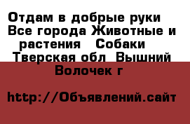 Отдам в добрые руки  - Все города Животные и растения » Собаки   . Тверская обл.,Вышний Волочек г.